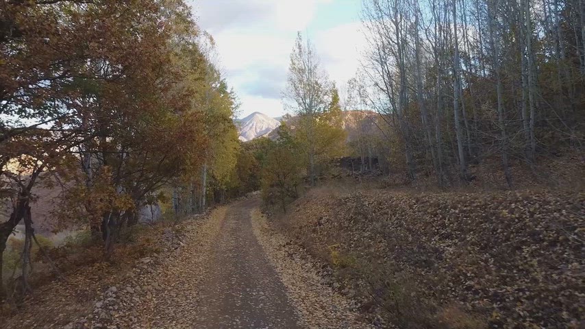 Sonbahar orman yolu, sarı kavak ağaçları, toprak yol ve yaprak döken orman manzarası görüntüsü.