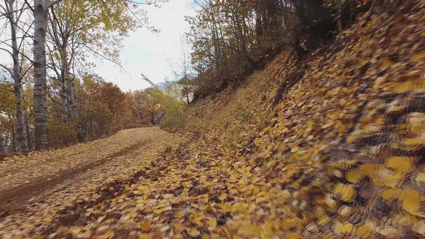 Sonbahar yapraklarıyla kaplı orman yolu, toprak yol ve doğal sonbahar manzarası görüntüsü.
