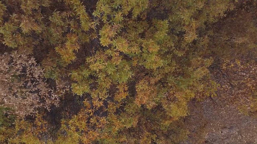 Drone ile havadan çekilmiş sonbahar ormanının dikey görünümü ve renkli ağaç tepeleriyle doğal manzara görüntüsü.