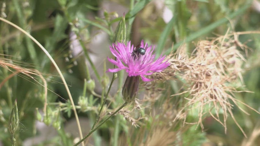 Pembe dağ çiçeği üzerinde arı makro çekim, doğal yaşam, böcek, çiçek ve polinasyon temalı stok video.