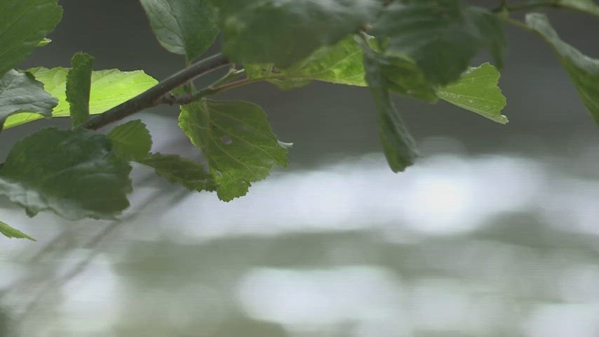 Yeşil yapraklı dal, bokeh arka plan, bahar doğası ve doğal yaşam temalı stok video görüntüsü.