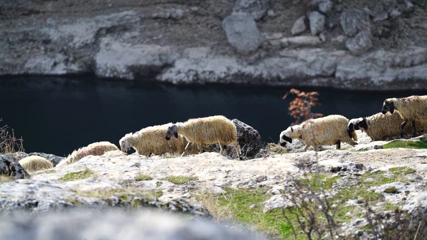 Takoran Vadisi Fırat Nehri kıyısında otlayan koyun sürüsü doğal manzara