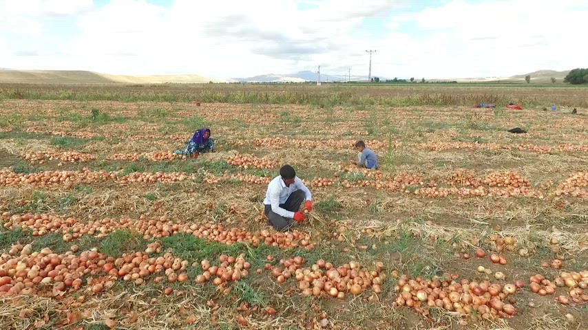 Adana soğan hasadı, soğan tarlası, soğan üretimi, tarım, tarla, sebze hasadı