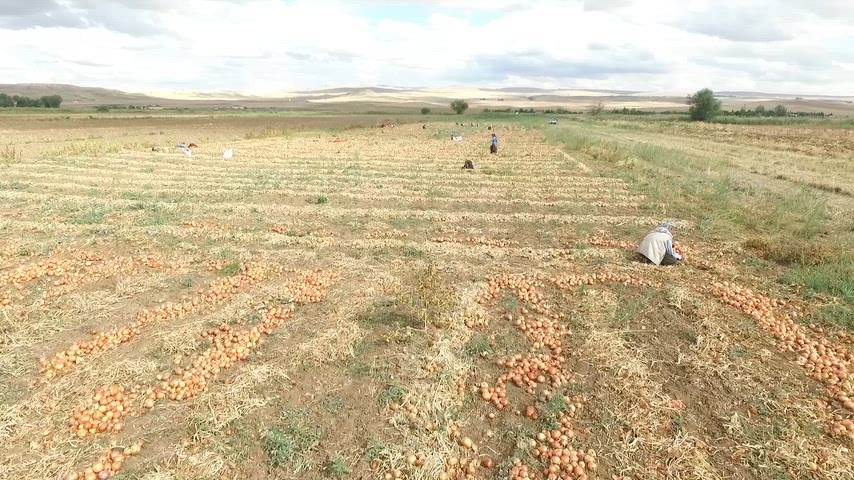 Adana soğan hasadı, mevsimlik tarım işçileri, soğan tarlası, tarımsal üretim, hasat