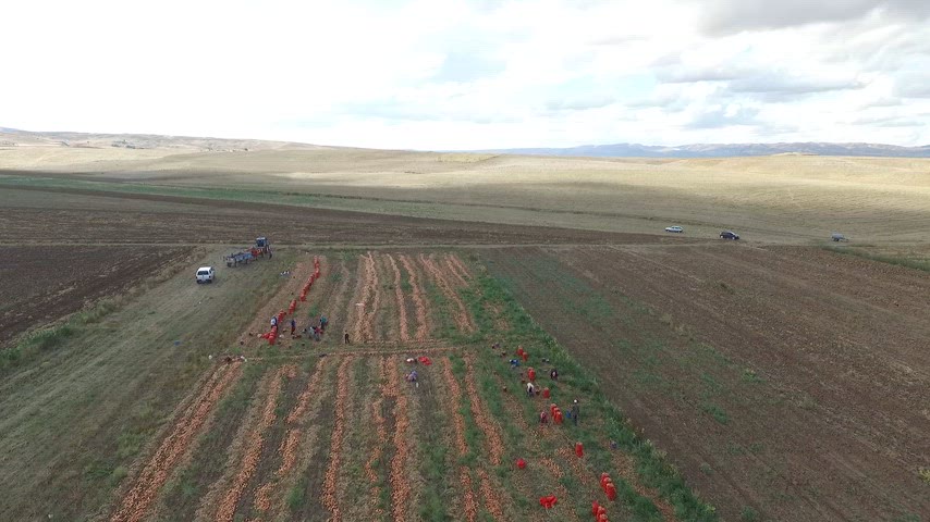 Adana soğan hasadı ve mevsimlik tarım işçileri