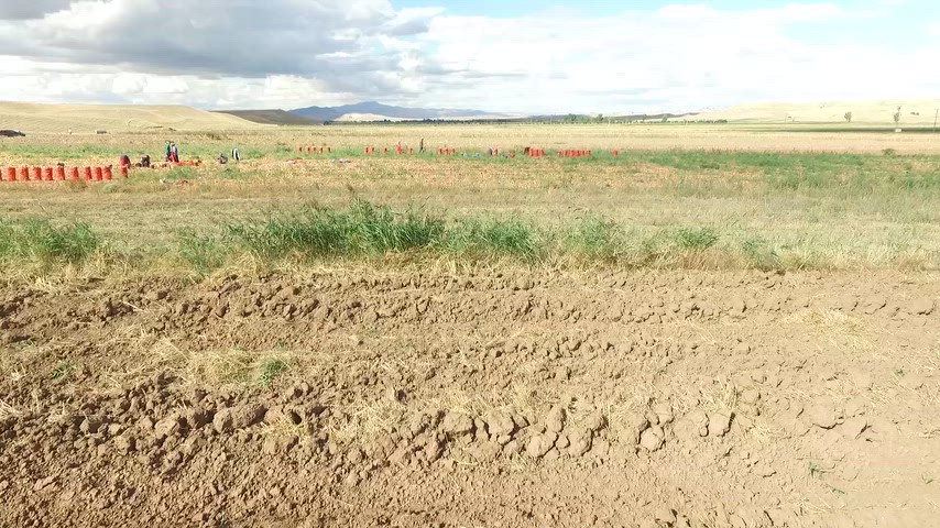 Soğan hasadı yapan mevsimlik tarım işçileri