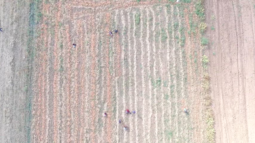 Soğan hasadı, soğan tarlası, tarım işçileri, tarım arazisi, havadan tarım görüntüsü