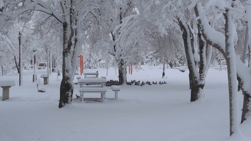 Elbistan Göletli Park, güvercinler, karlı park, Kahramanmaraş kış, kar manzarası