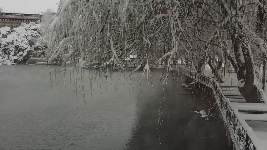 karlı park, karla kaplı ağaçlar, göl kenarı, kış manzarası, kar yağışı, karlı doğa