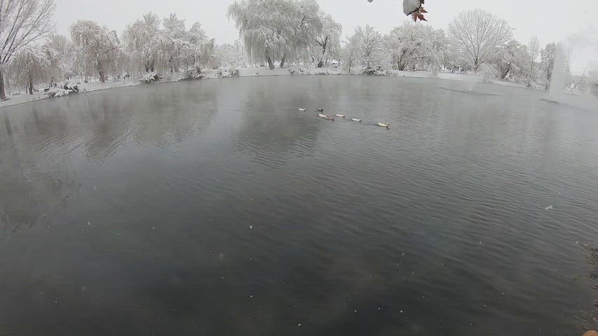 karlı göl, ördekler, kış manzarası, kar yağışı, karla kaplı park