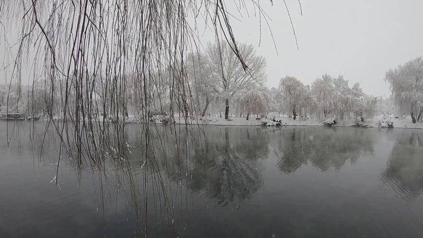 Karlı göl manzarası, söğüt dalları, kış doğası, karla kaplı park, kar yağışı
