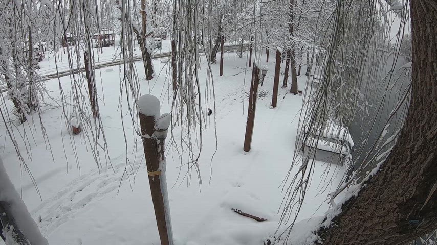 Karlı park, söğüt dalları, kış manzarası, karla kaplı ağaçlar