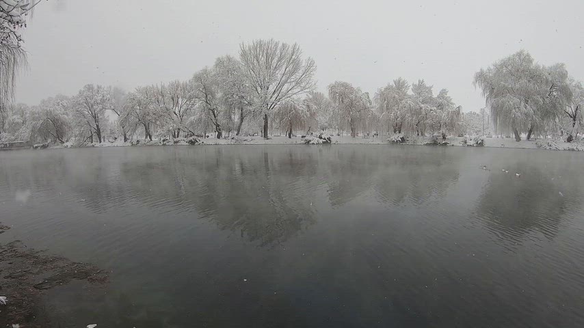 Karlı park göl manzarası, karla kaplı ağaçlar, ördekler, kış doğası, göl yansıması