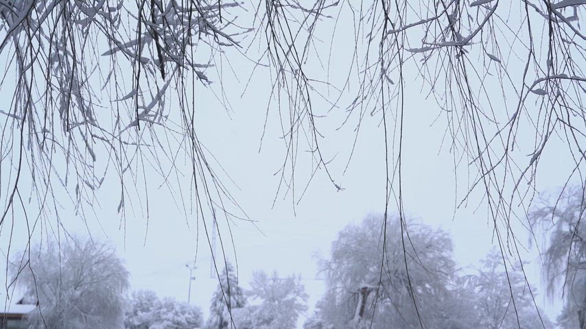 karlı ağaçlar, beyaz doğa, kış atmosferi, doğa manzarası