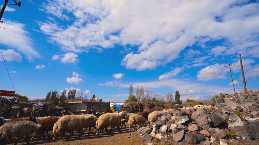 Kars kırsalında koyun sürüsü, köy yaşamı ve geleneksel hayvancılık