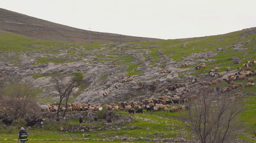 Kars koyun sürüsü, kayalık arazi, kırsal yaşam, hayvancılık, Doğu Anadolu