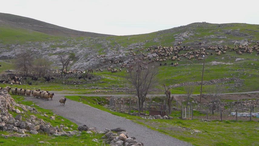 Kars koyun sürüsü, dağlık alan, küçükbaş hayvancılık, kırsal yaşam