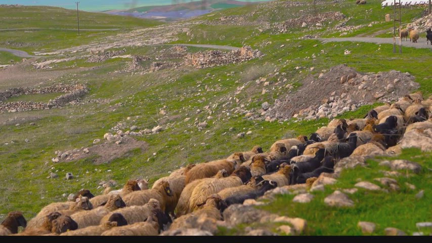 Kars koyun sürüsü, yeşil yamaç, kırsal hayvancılık