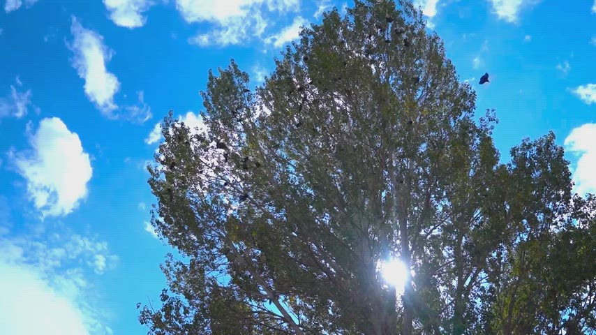 Kars kuş uçuşu, ağaçlar, doğa, gökyüzü, kuşlar