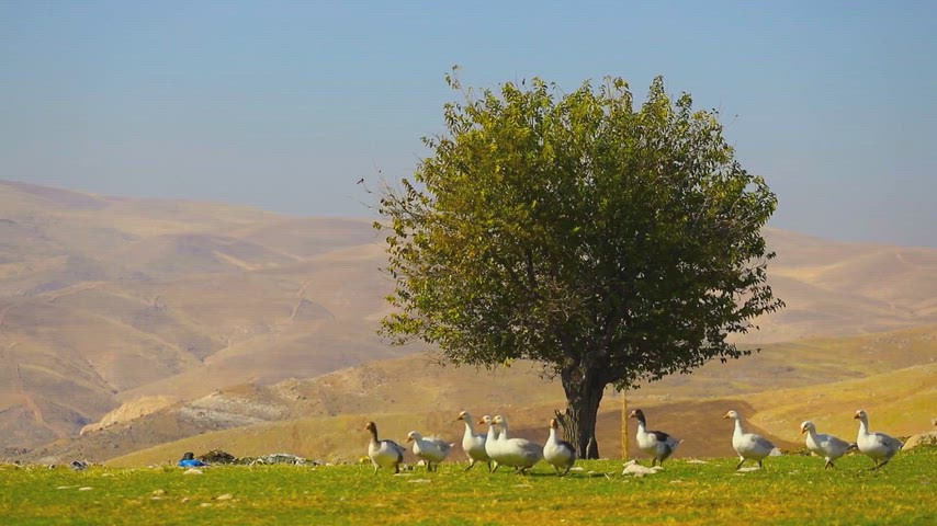 Kars kazları, dağlık alan, kırsal doğa ve yeşil arazi
