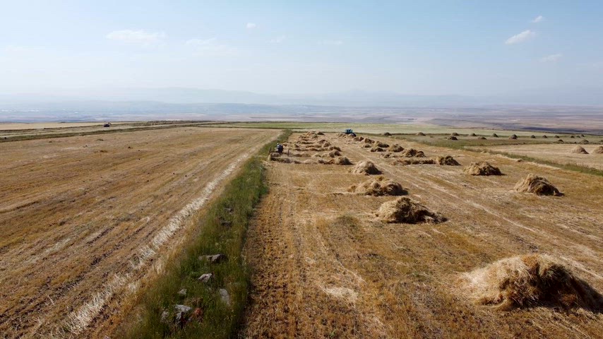 Geniş tarım arazilerinde ot hasadı, traktör çalışması ve kırsal peyzaj