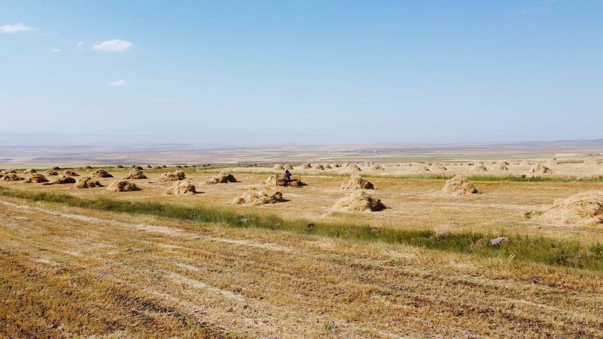Geleneksel tarım, saman yığınları, tarım arazisi, kırsal yaşam, hasat, çiftçilik, tarla, saman, tarımsal faaliyet, köy yaşamı