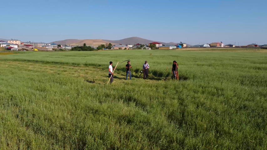 Geleneksel tarım, elle biçme, çiftçiler ve kırsal yaşamı anlatan tarla çalışmaları.