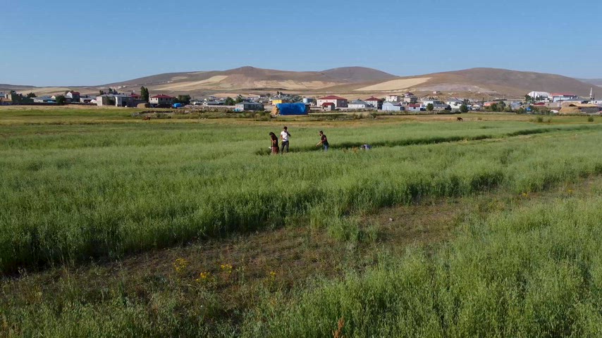Kars kırsalında geleneksel tarım ve biçme çalışmalarını gösteren doğal köy manzarası.