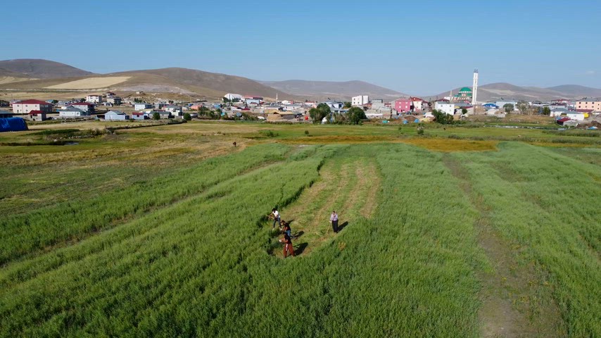 Kars köylerinde geleneksel tarım ve biçim çalışmaları