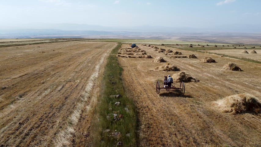 Hasat sonrası tarlada geleneksel yöntemlerle saman toplama görüntüleri.
