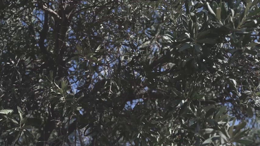 Zeytin ağacı yaprakları, zeytin dalı, Olea europaea, Akdeniz bitkileri
