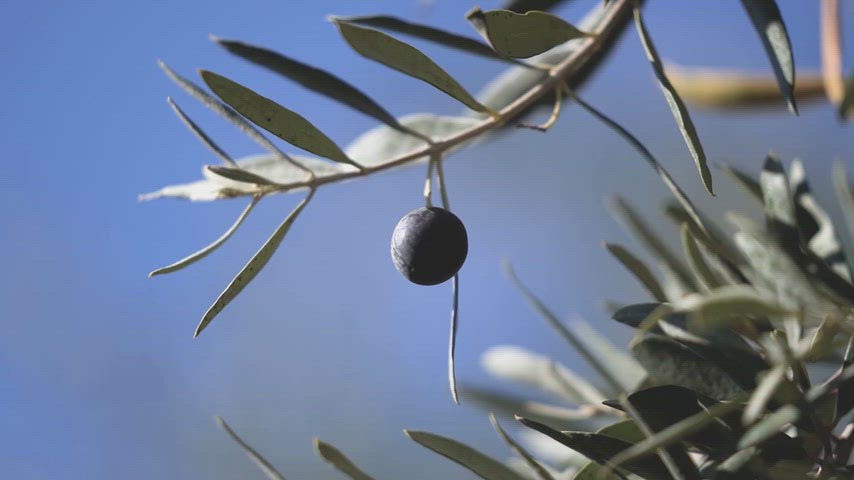 Dara Antik Kenti zeytin ağacı, olgun zeytin, Mardin zeytinleri, zeytin meyvesi