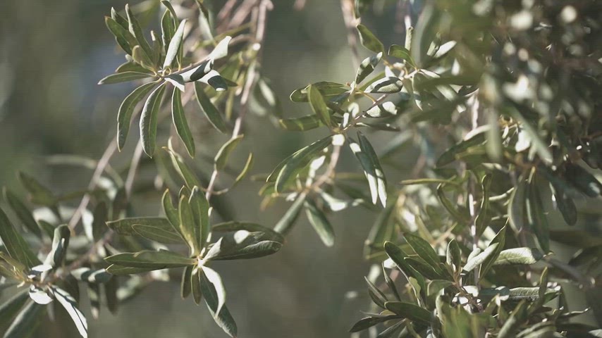 Dara Antik Kenti zeytin ağacı, zeytin yaprakları, Mardin doğası