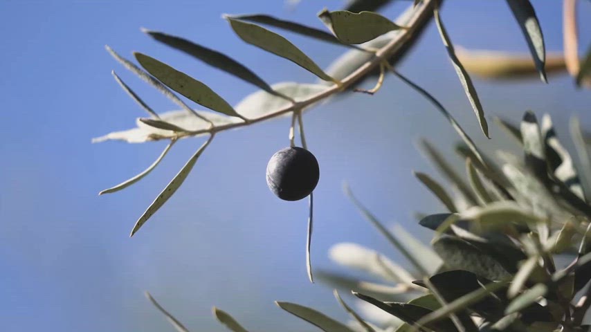 Dara Antik Kenti zeytin, Mardin zeytin ağacı, siyah zeytin meyvesi