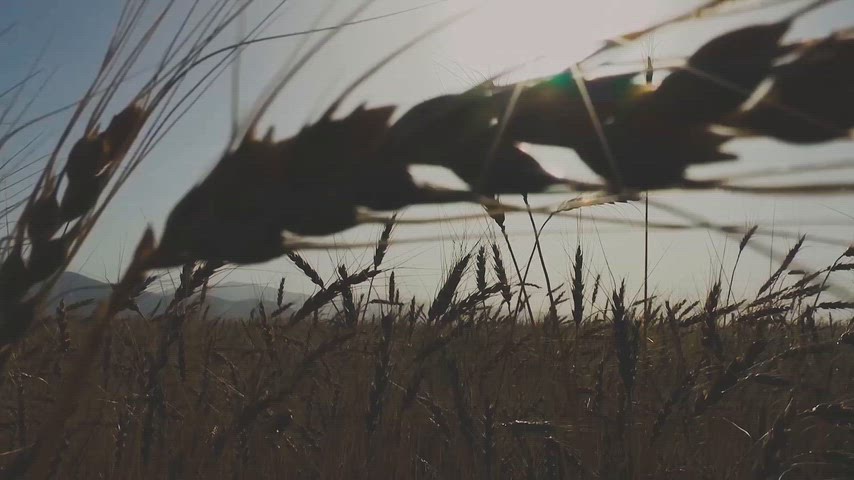 Gün batımı buğday tarlası tahıl başakları tarım