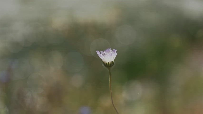 beyaz kır çiçeği, çiçek üzerinde böcek, doğa, makro çiçek, bokeh