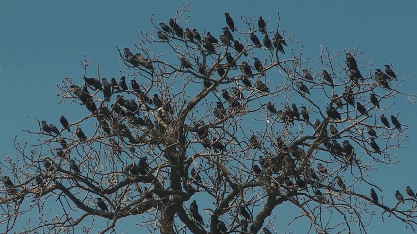 kuş sürüsü, ağaçta kuşlar, yaban hayatı, doğa, kuşlar, mavi gökyüzü