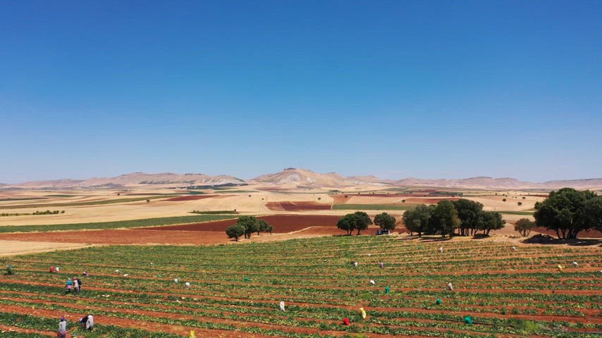 Mardin Mazıdağı, tarım arazileri, tarla manzarası, kırsal peyzaj, dağlar
