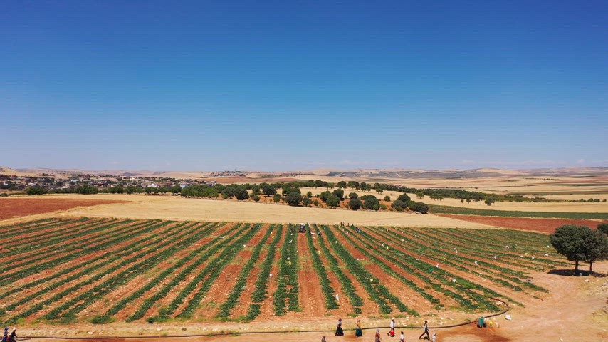 Mardin Mazıdağı, tarım emekçileri, tarım arazileri, tarla, kırsal peyzaj
