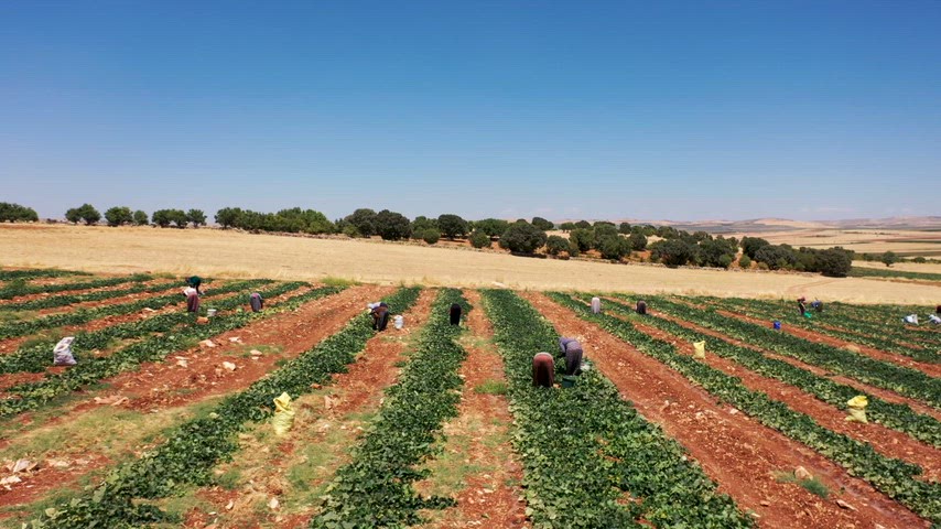 Mardin Mazıdağı, tarım emekçileri, tarım işçileri, ekili tarla