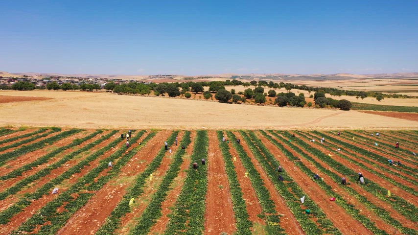 Mardin Mazıdağı, tarım emekçileri, ekili tarla, kırsal peyzaj, tarımsal üretim