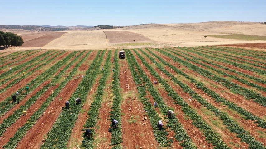 Mardin Mazıdağı, tarım emekçileri, traktör, ekili tarla, kırsal yaşam