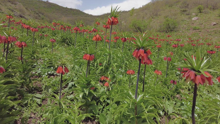 Şemdinli ters lale, Hakkâri çiçekleri, dağlık alan, doğal flora