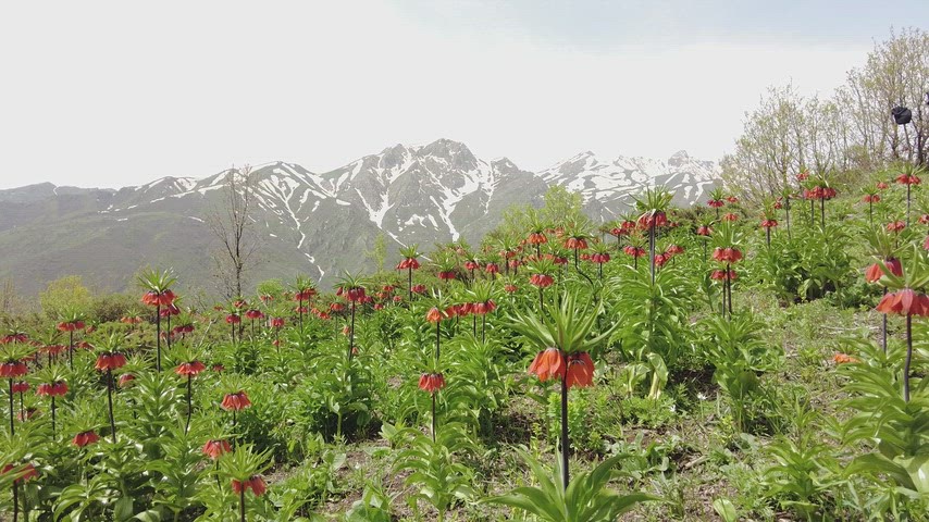 Şemdinli ters lale, Hakkâri dağları, karlı zirveler, bahar peyzajı