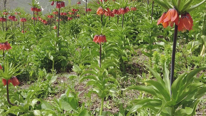 Şemdinli ters laleleri, Hakkâri, kırmızı çiçek örtüsü, doğal flora