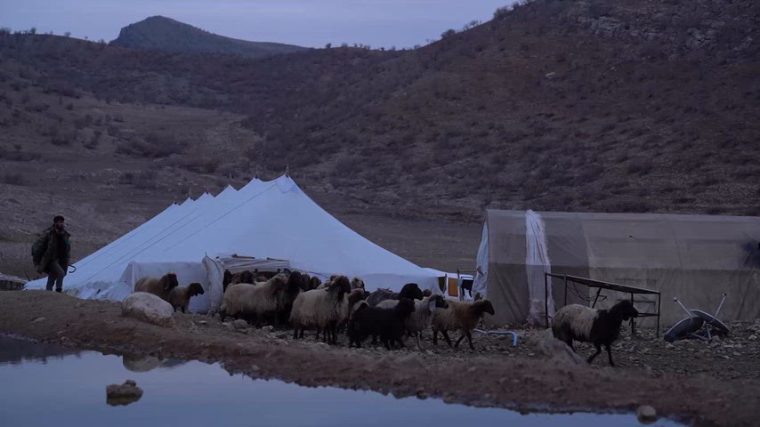 Cudi Dağı, Şırnak Silopi, Cudi Dağı hayvancılık, koyun sürüsü, küçükbaş hayvancılık, çoban, göçer yaşam, kırsal yaşam, yayla
