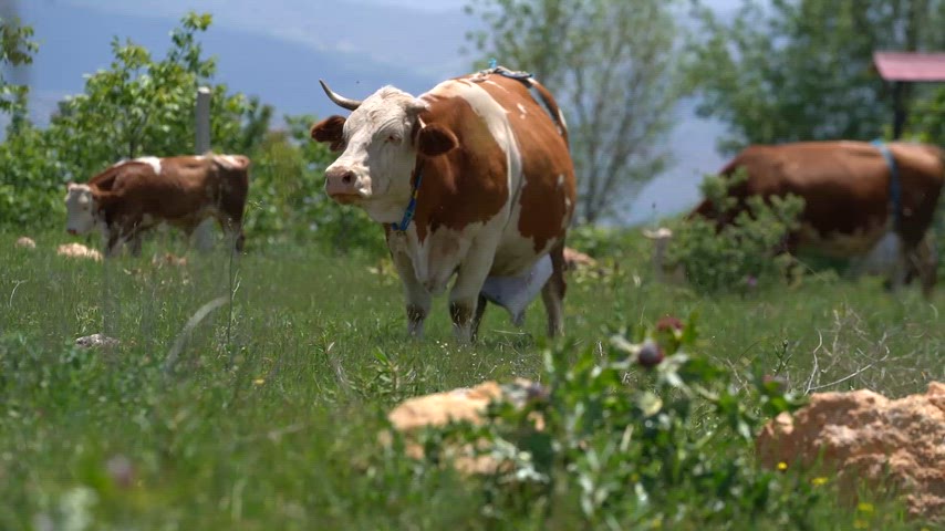 doğal otlaklarını ve geleneksel hayvancılık faaliyetlerini yansıtan özgün doğa görüntüsü.