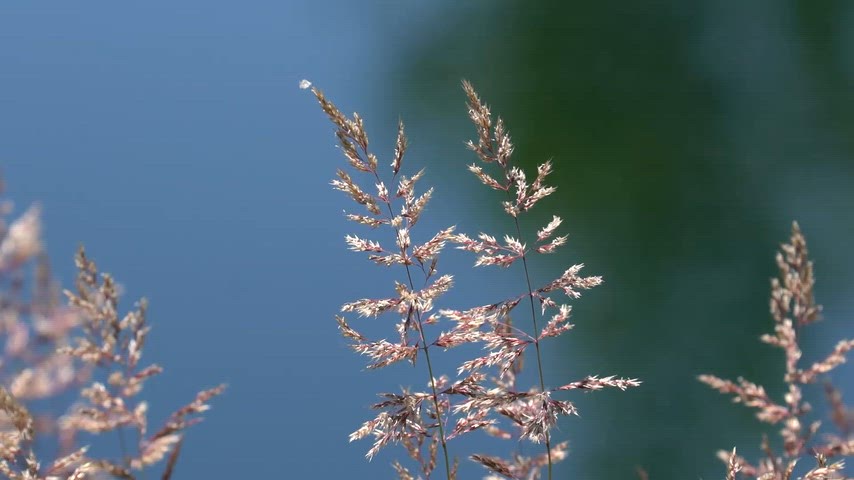 Bingöl Solahan Hazarşah Köyü Pembe Çiçekler