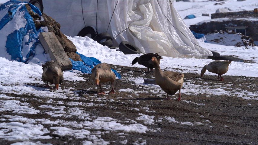 Kars'ın beyaz örtüyle kaplı sessiz bir köyünde, dondurucu soğuğa aldırış etmeyen kazlar karların üzerinde karınlarını doyuruyor. Kerpiç evlerin dumanı tüterken, kazların bembeyaz karla bütünleşen görüntüsü, Doğu’nun sert kışındaki o yalın ve samimi köy hayatını özetliyor.