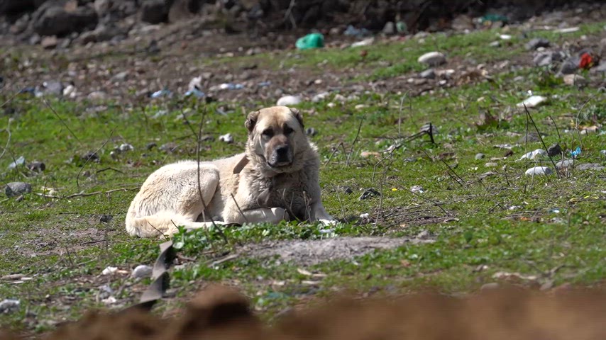 Yeşil çimlere uzanmış etrafı izleyen çoban köpeği.